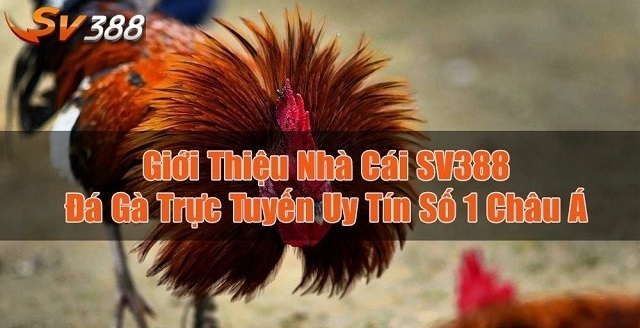 Chất lượng hình ảnh tốt, đường truyền mạng ổn định